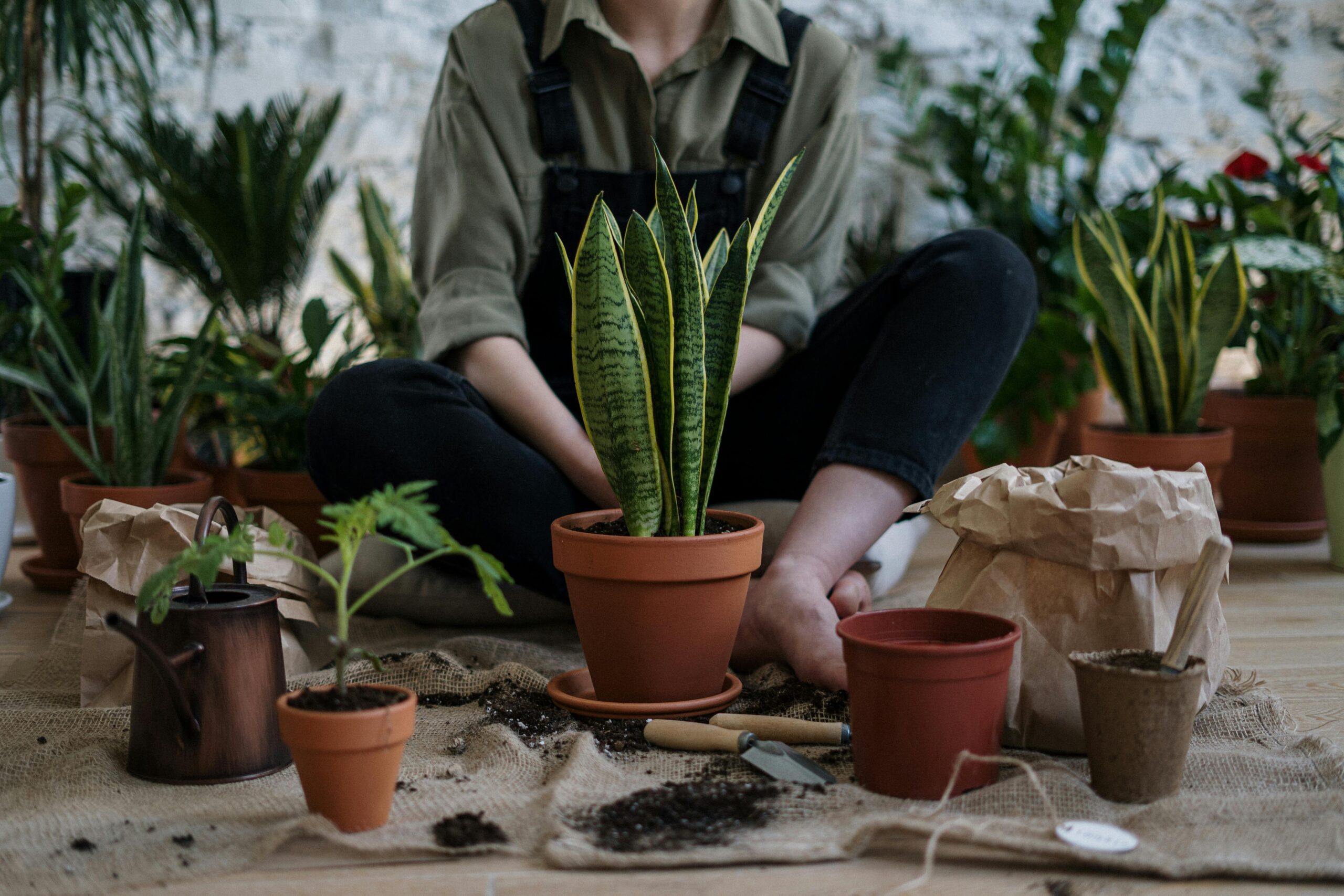 Kostenloses Stock Foto zu #indoor, amants de plantes, anbau
